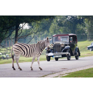 Safari víkend v Dvůr Králové a návšteva zámku Ratibořice - africká divočina, romantika a rozprávková atmosféra