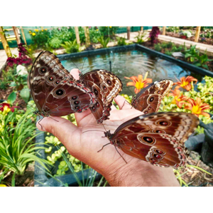 SUPER CENA: Fascinujúca Motýlia záhrada v Kostolnej pri Dunaji - vstupy pre deti aj dospelých