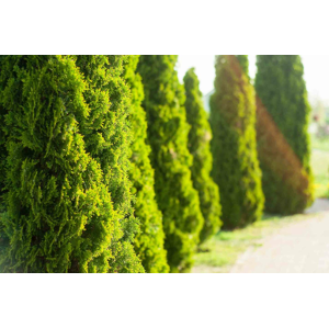 Tuje Smaragd – odolné stromčeky do vašej záhrady
