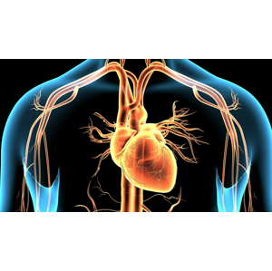 Vyšetrenie ciev artériografom – prevencia srdcového infarktu a mozgovej príhody